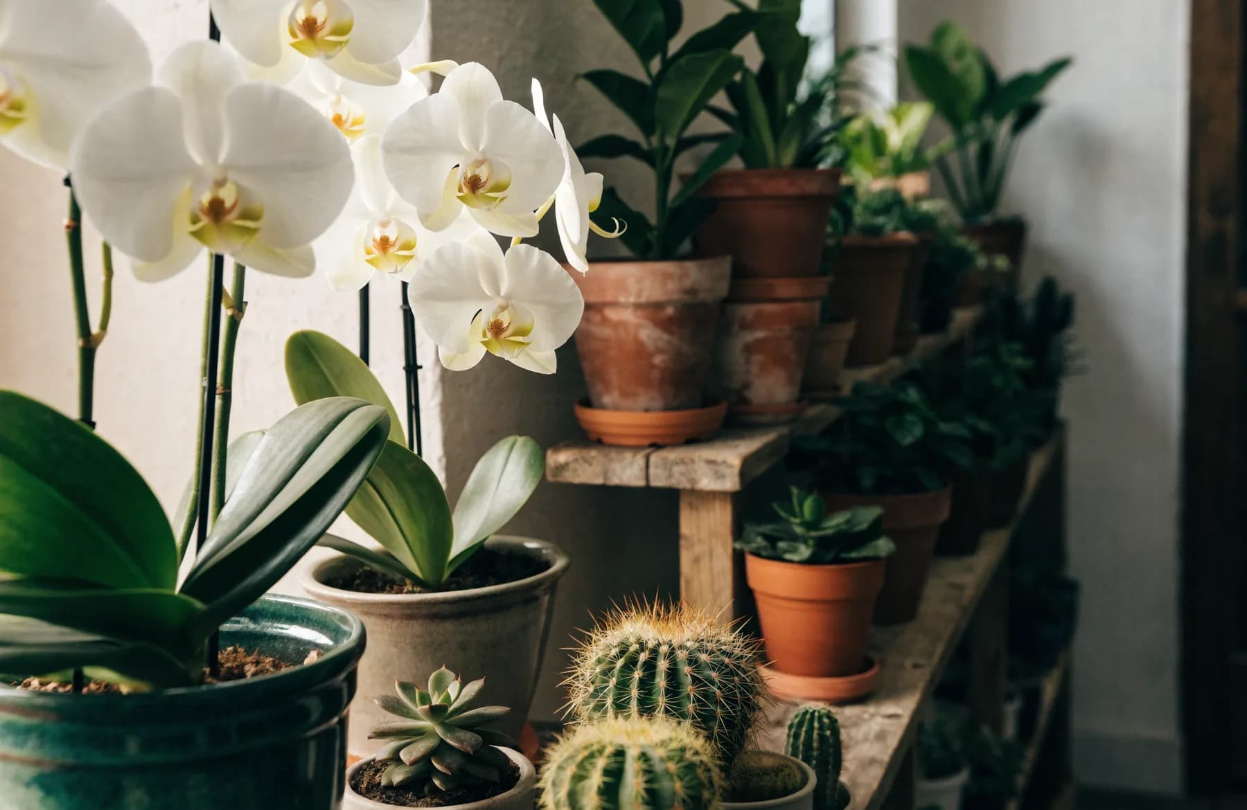 Weiße Orchideen, Kakteen und Sukkulenten auf Holzregalen